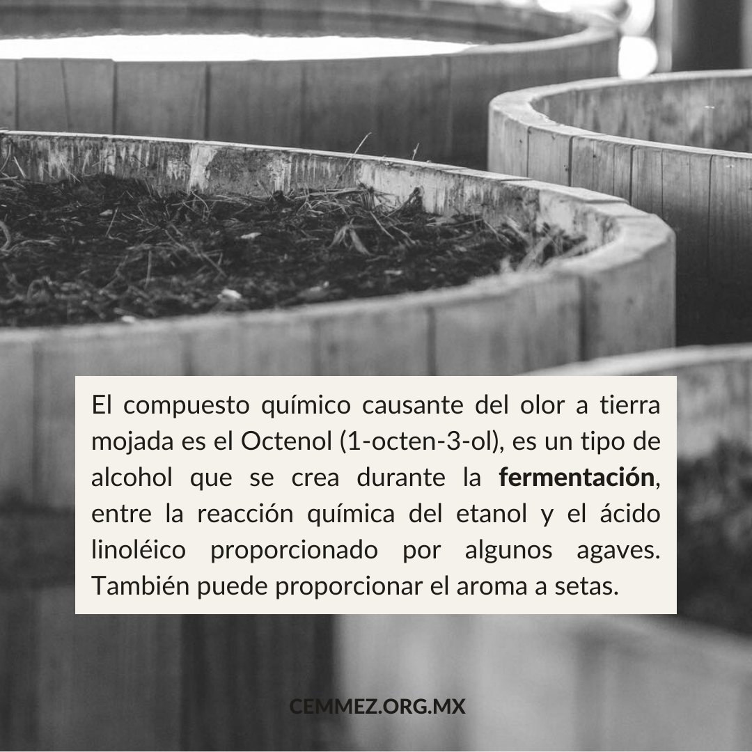 Cemmez_'s tweet photo. El aroma a tierra mojada en el mezcal.

#mezcal #maguey #agave #culturadelmezcal #destiladosmexicanos #cemmez https://t.co/fmTZhOG5fM