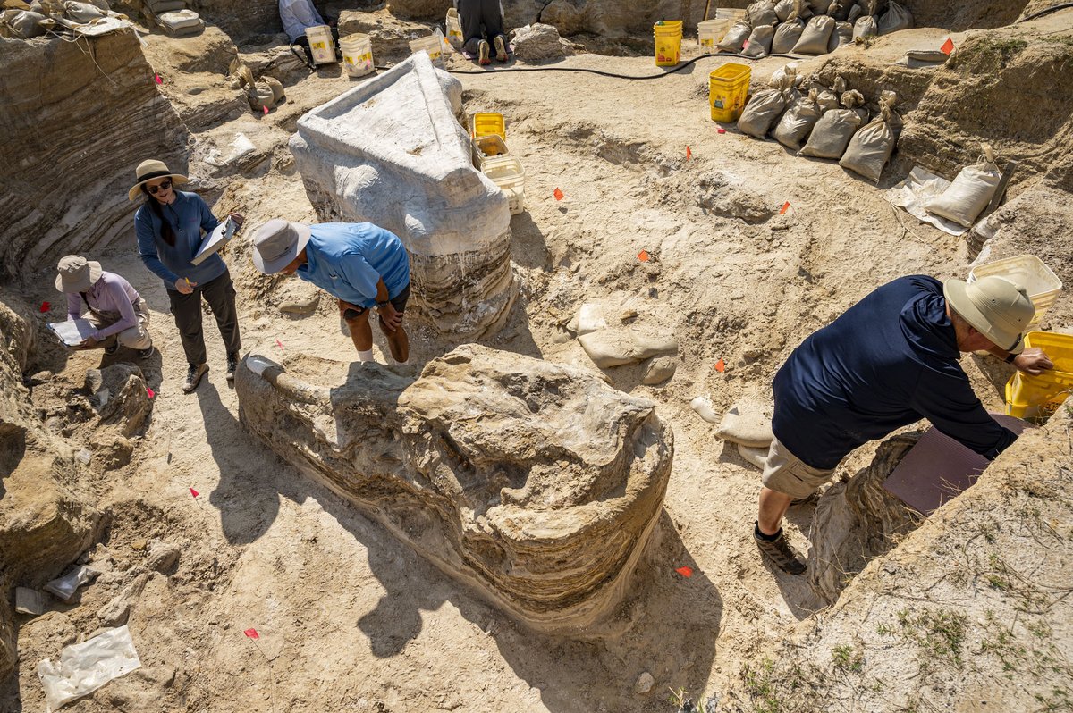 “This is a once-in-a-lifetime find,” said Jonathan Bloch, curator of vertebrate paleontology here at the Florida Museum. “It’s the most complete gomphothere skeleton from this time period in Florida and among the best in North America.” 
floridamuseum.ufl.edu/science/paleon…