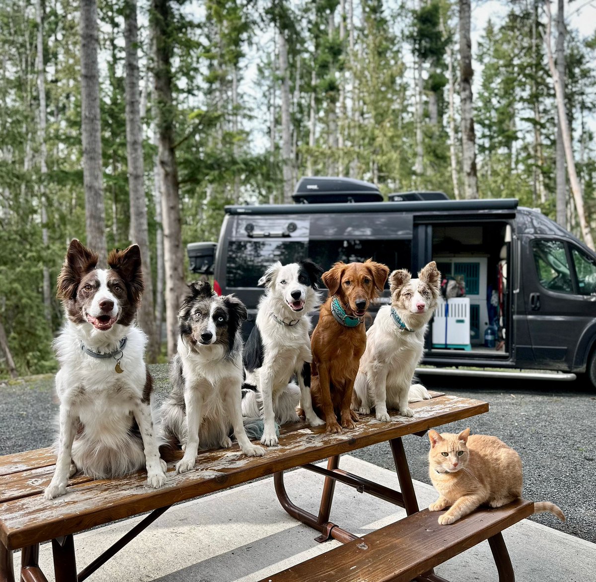 The Super Collies tweet media
