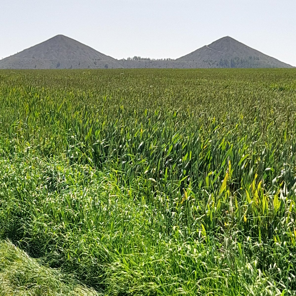 OsmoseTerrils's tweet photo. Un terril c'est un pointu ou un plutôt plat ou un pointu plat.
#loosengohelle #grenay #mazingarbe https://t.co/Umg6EjATTf