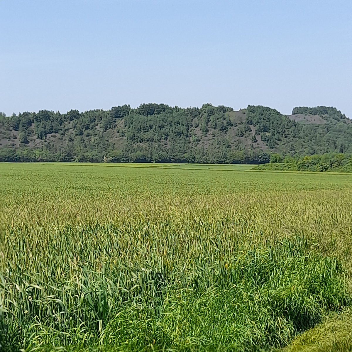 OsmoseTerrils's tweet photo. Un terril c'est un pointu ou un plutôt plat ou un pointu plat.
#loosengohelle #grenay #mazingarbe https://t.co/Umg6EjATTf