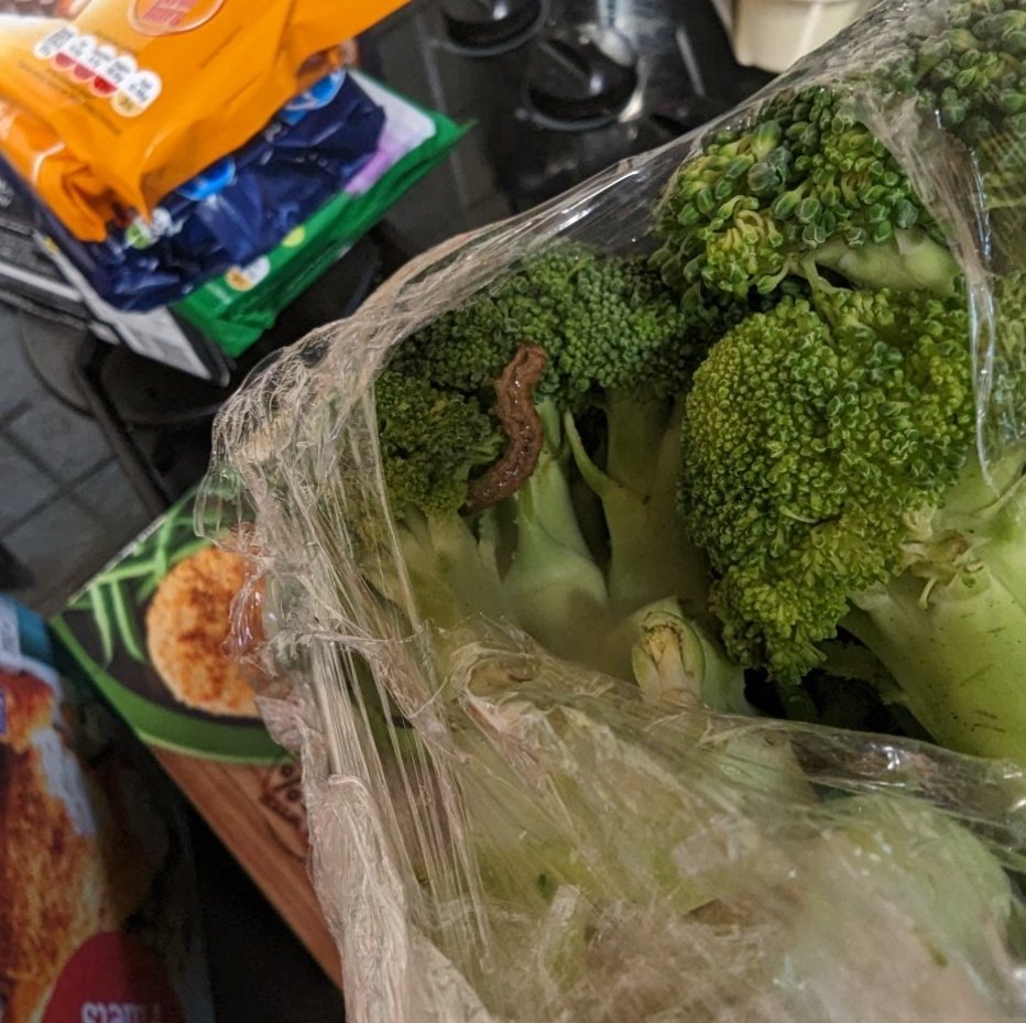 Kipz_'s tweet photo. @LidlGB just found something extra in my broccoli this evening 🐛😄 https://t.co/Y1l0fm4Qfk