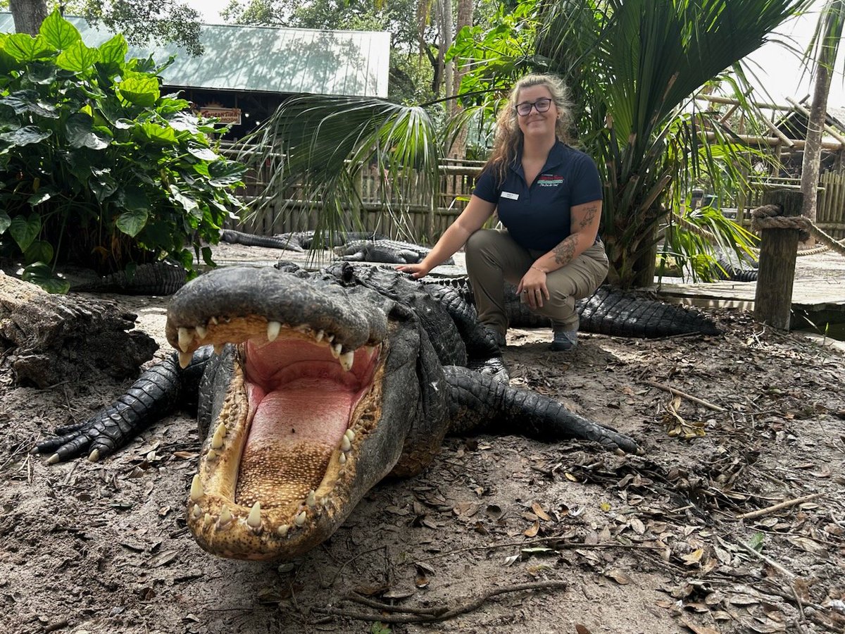 mimiwarrenjab's tweet image. My granddaughter at her job as an educator at the Aligator Farm in St.Aug, Fl.