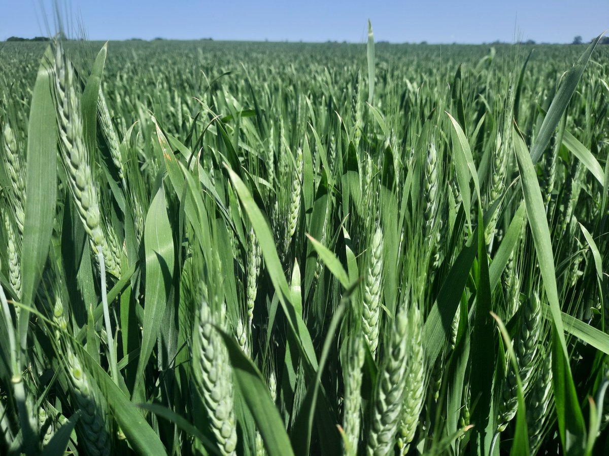 JennHowson's tweet image. Scouting wheat today! Never stop learning!