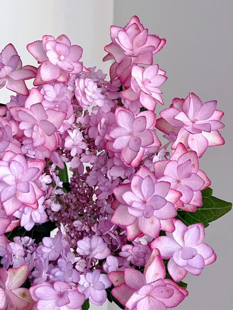 piinkibun's tweet photo. these flowers are so pretty https://t.co/Db59TFwiLT