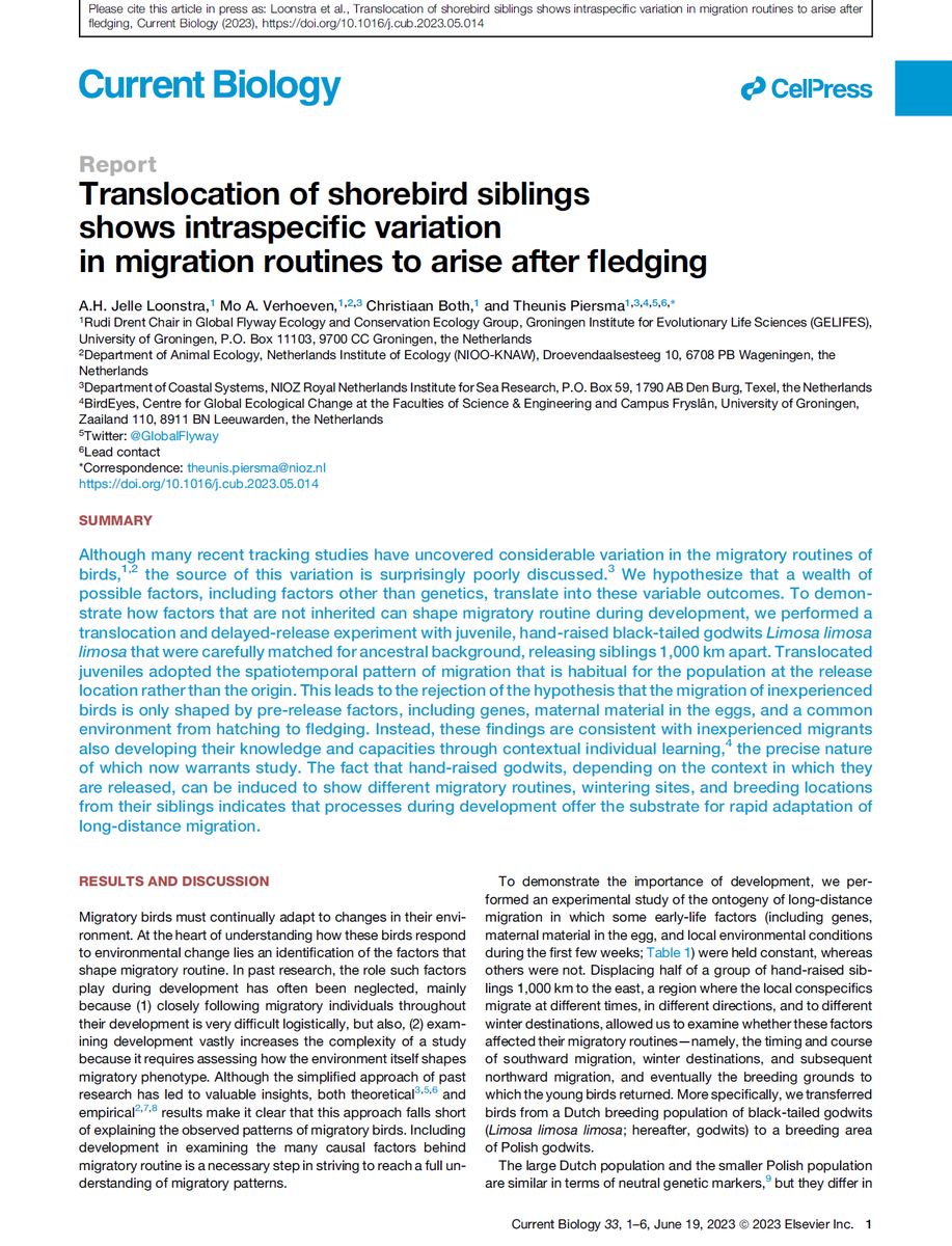 Global Flyway Network (@globalflyway) on Twitter photo Godwits are NOT BORN WITH a route & a timetable.
Very happy with online publication in <a href="/CurrentBiology/">Current Biology</a> of our young #godwit translocation paper: authors.elsevier.com/a/1hA943QW8S2Q…
Developmental factors, i.e. #information, assembled after they have fledged, shape the individual #migrations. Godwits are NOT BORN WITH a route & a timetable.
Very happy with online publication in <a href="/CurrentBiology/">Current Biology</a> of our young #godwit translocation paper: authors.elsevier.com/a/1hA943QW8S2Q…
Developmental factors, i.e. #information, assembled after they have fledged, shape the individual #migrations.