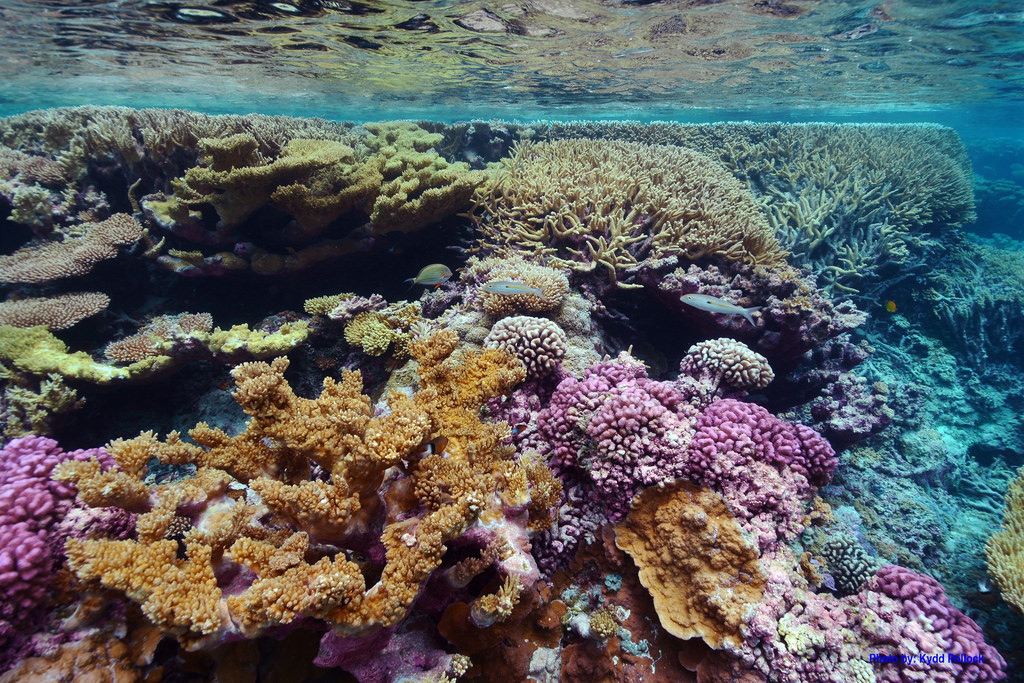 Today kicks off #NationalOceanMonth, a time to celebrate our world ocean.

From corals to coasts, restoration to resilience, &amp; more, stay tuned all month as we shine the spotlight on ocean literacy &amp; awareness:

oceanservice.noaa.gov/ocean/30days

<a href="/noaaocean/">NOAA's Ocean Service</a> #OceanMonthNOAA #MarineLife