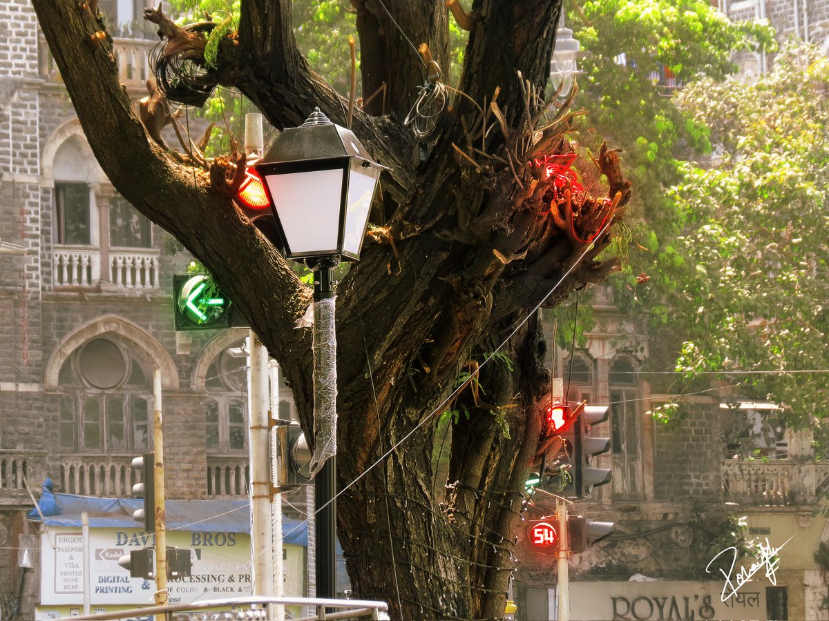 I took this photo of this tree in colaba a few days back. I just love how it looked like a traffic light tree.