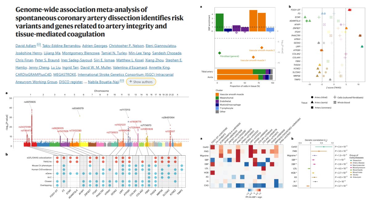 16 risk loci for #SpontaneousCoronaryArteryDissection
MetaGWAS 9292 Ctrl+1917 case

SMC Matrix: COL4A1/2, HTRA1, ITGA1, FBN1, TIMP3, THSD4
Coagulation: F3

Opposite genetic link b/w  #SCAD & CAD!🤠

Dr. David Adlam & @n_bouatianaji labs @NatureGenet 2023
nature.com/articles/s4158…