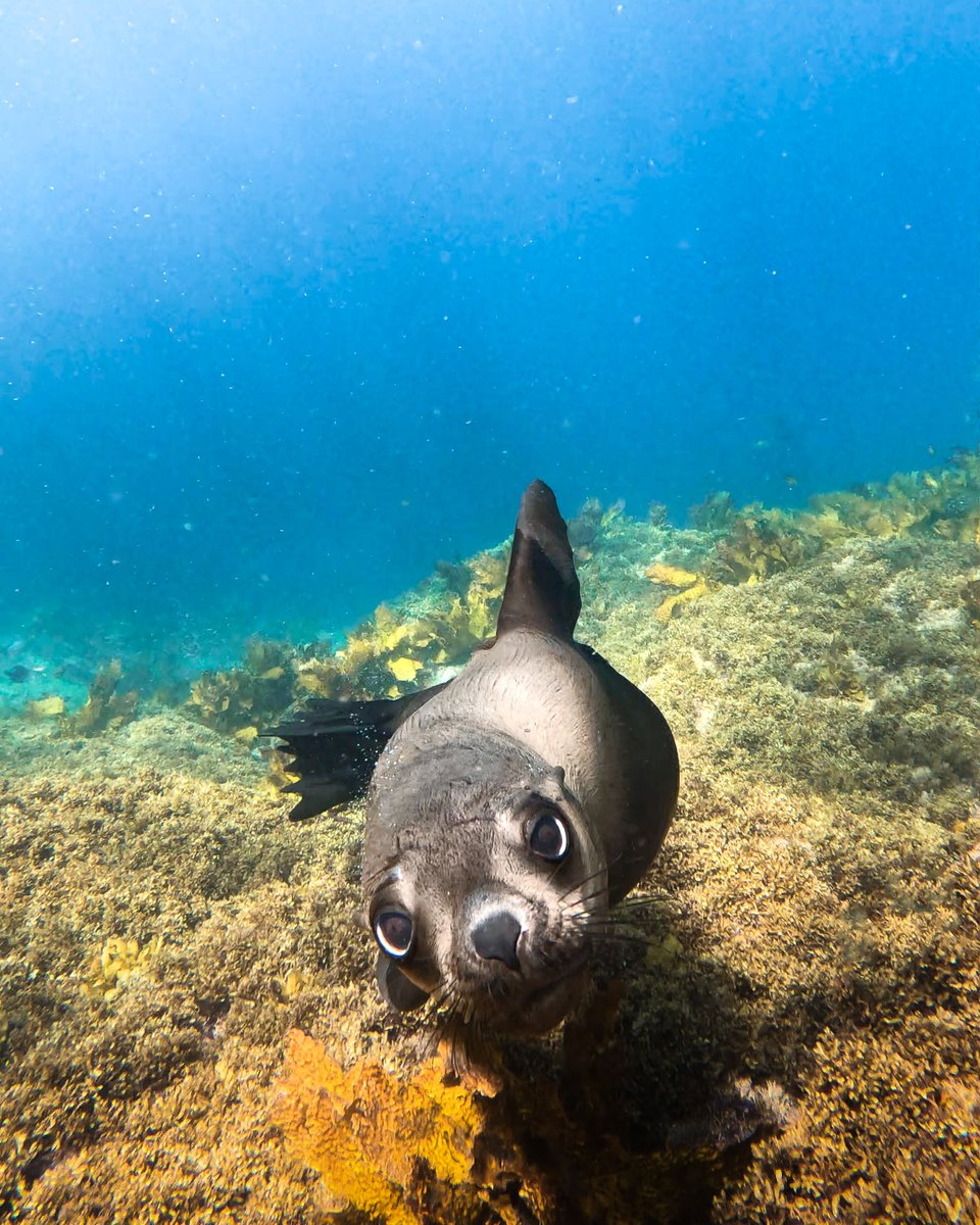 Photo of the Day: Couldn't resist these puppy-dog eyes on #WorldSeaLionDay 🦭 Zoe Feltus shared his #GoProHERO11 Black snap with us at GoPro.com/Awards.

#GoPro #WildlifePhotography #SeaLion #Cute #Wildlife