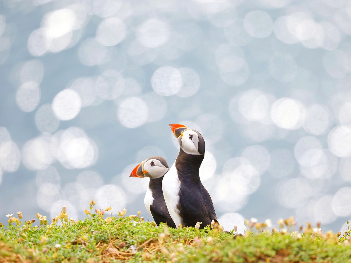 Loved seeing the Puffins tonight on <a href="/BBCSpringwatch/">BBC Springwatch</a> . Here is a photo I took at <a href="/skomer_island/">Skomer Island</a> . Such stunning birds with fantastic behaviours! 
#bbcspringwatch #puffin #conservation #springwatch 
 <a href="/ChrisGPackham/">Chris Packham</a> <a href="/MeganMcCubbin/">Megan McCubbin</a> <a href="/HannahStitfall/">Hannah Stitfall</a> <a href="/Natures_Voice/">RSPB</a> <a href="/_BTO/">BTO</a>
