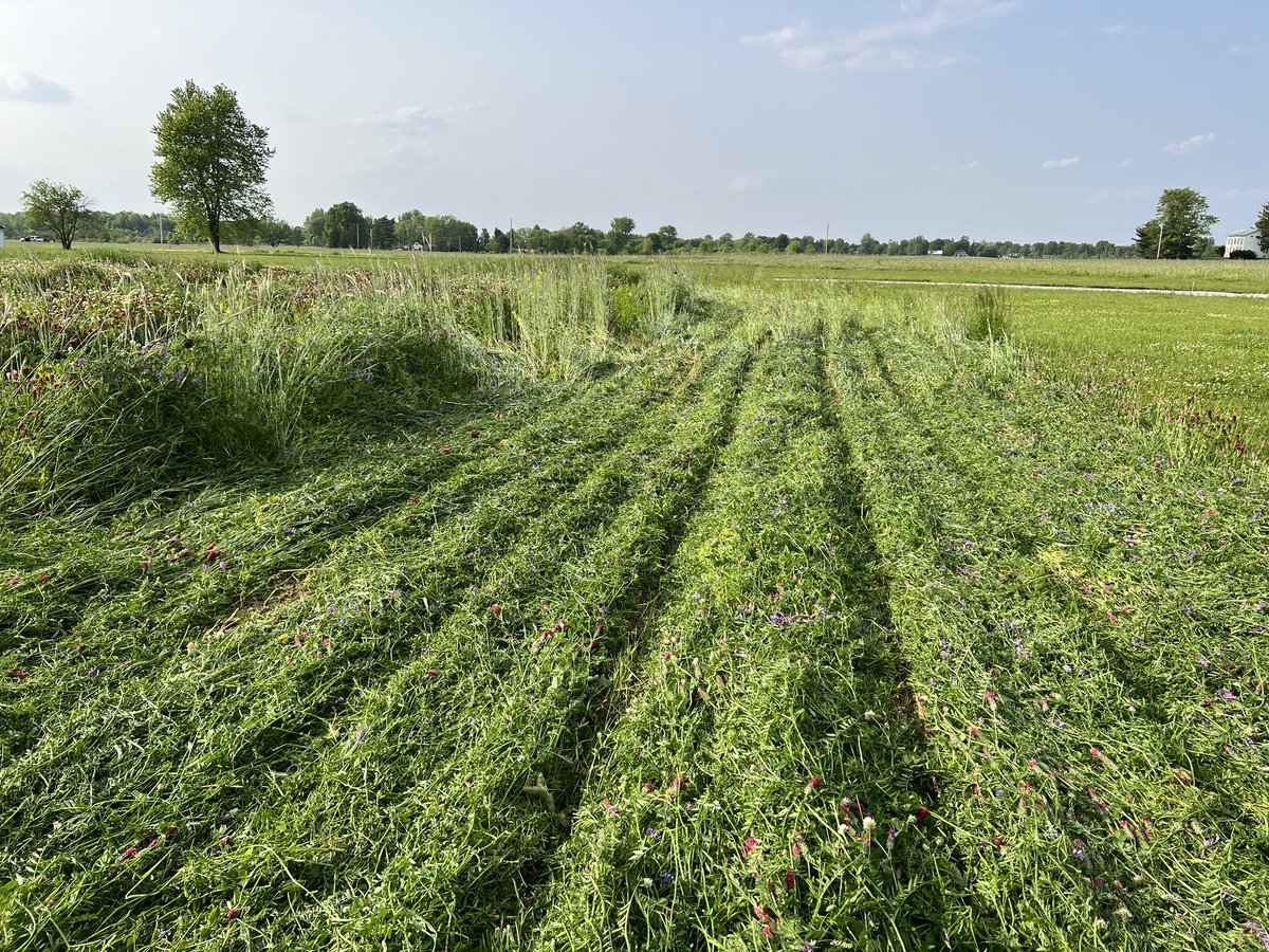 Two weeks #covercrop