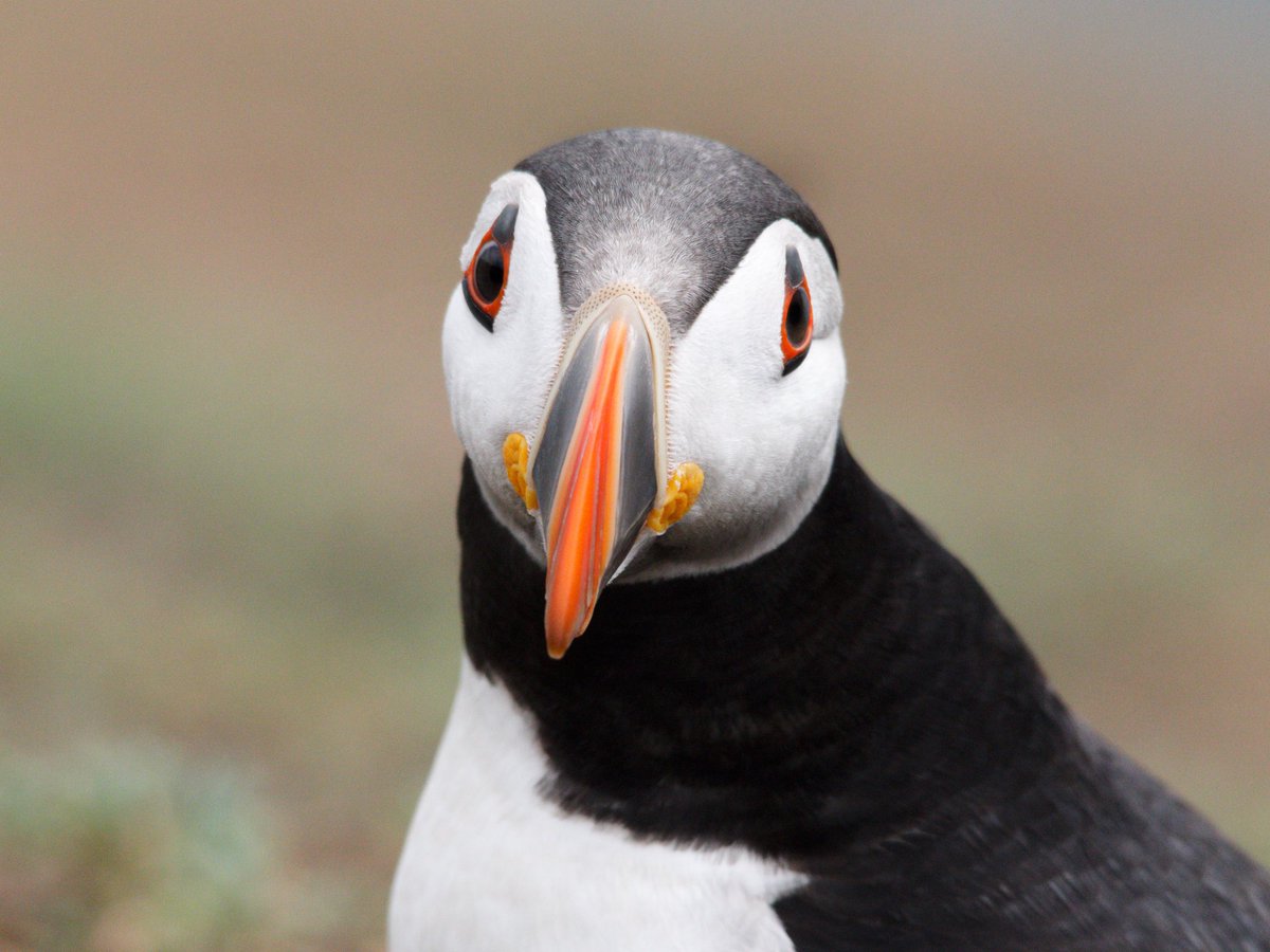 Springwatch is making me very reminiscent of our trip to <a href="/skomer_island/">Skomer Island</a> !! #bbcspringwatch #photographer #puffin <a href="/BBCSpringwatch/">BBC Springwatch</a> <a href="/Natures_Voice/">RSPB</a> <a href="/blakeeuanmarlow/">Blake Euan Marlow</a>