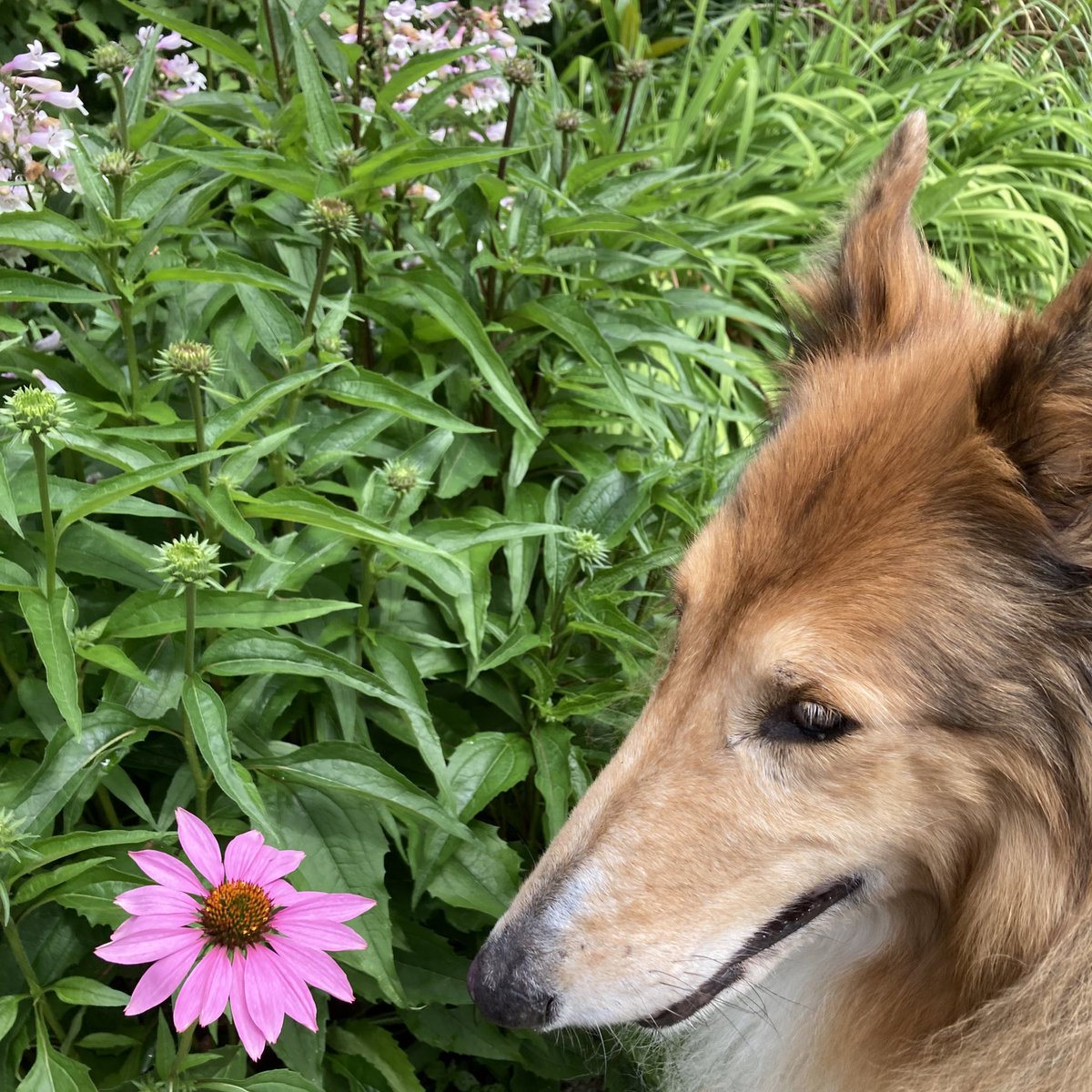The #collieflower found the first #coneflower of the season. 🌼

#roughcollie #dogsandflowers #coneflowers #aftertherain #MayFlowers #aprilshowersbringmayflowers #collie