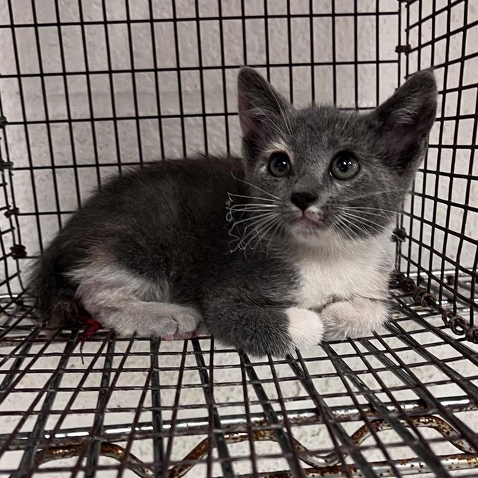 Precious grey & white kitten 'Jolene' ID 175991 at PVAS in #EdinburgTX is scared & in pain with a degloved tail & singed whiskers after caught in a car engine! They will kill this baby on 05/31 unless we stop them! 🙏Pledge for rescue! BEYOND URGENT! fb.watch/kS1jXYFv7C