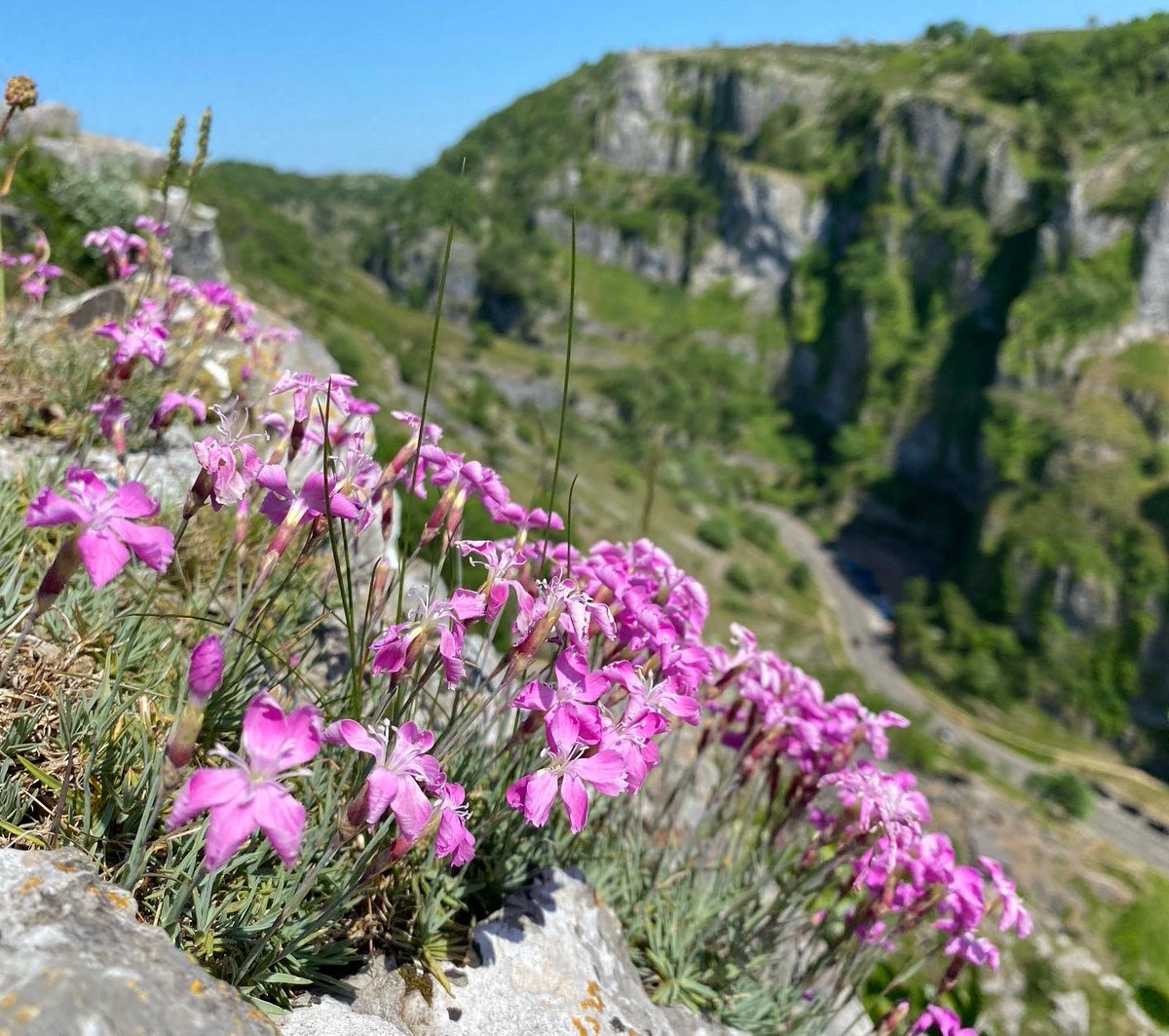 Cheddar pinks out and looking rather fabulous 🌸 @BSBIbotany @SmrsetOutdoorNT @MendipHillsAONB #wildflowerhour