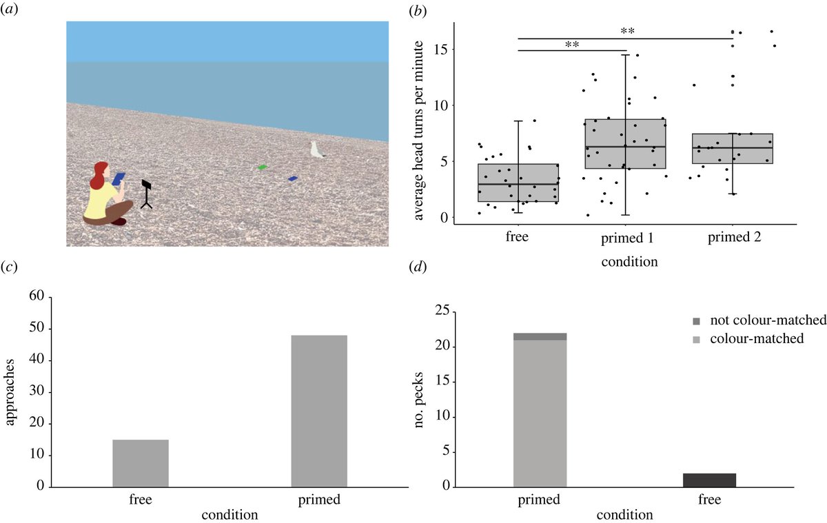 Gulls are well known for their ability to steal food from humans. This #BiologyLetters paper shows that Herring gulls (Larus argentatus) mimic human food choice during foraging. Read the study here - ow.ly/eWRF50OvK3s #cognition #animalbehaviour