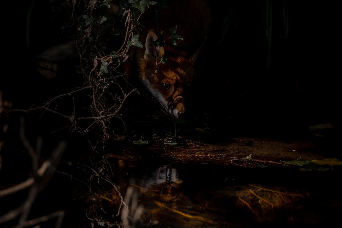 Ohdannyboy77's tweet photo. Out of the shadows.... the busiest little fox on the river, forever scavenging, and I love for her walks through those contrasty patches along the bank.... #DailyFox https://t.co/E8lnup68av