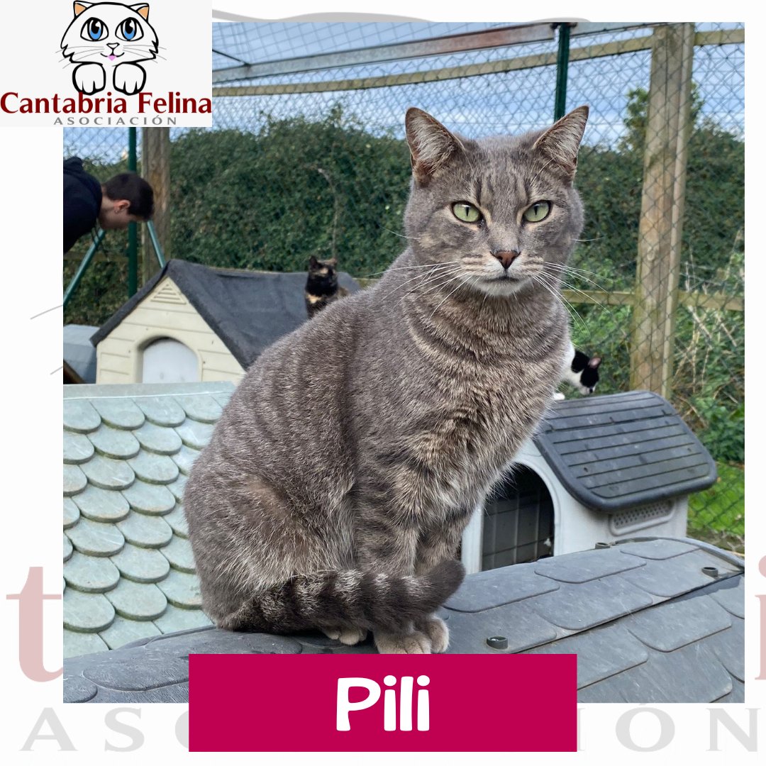 Pili❤️esta gatita de ojazos que te enamoran nada más verla, necesita encontrar una familia que la ayude a confiar, sabemos que es una gatita super cariñosa.
Si te ha enamorado no dudes en escribirnos y te contamos más de ella.
#cats
#Cantabria
#30Mayo