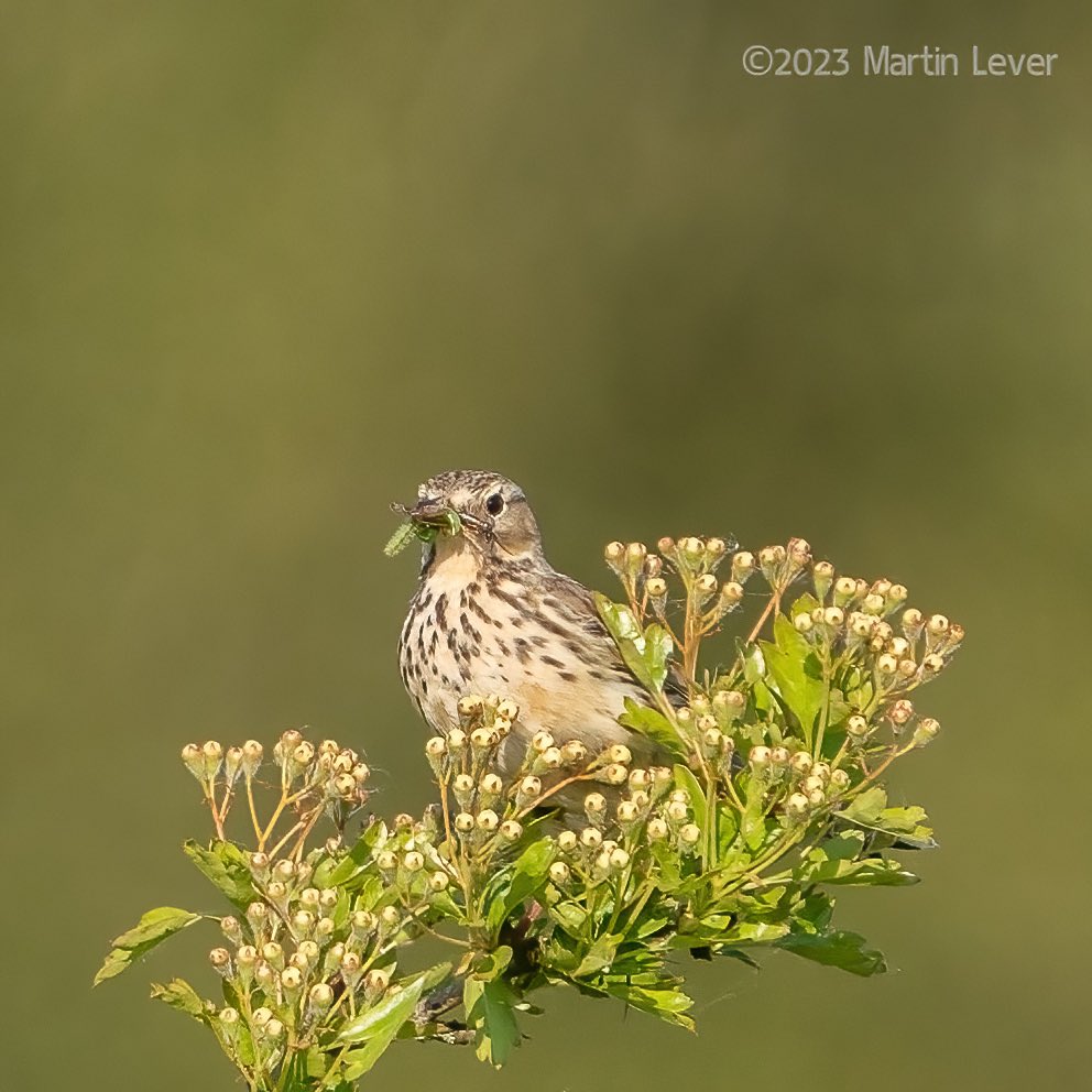 #MeadowPipit at Crowcombe Park Gate #Quantocks #Somerset