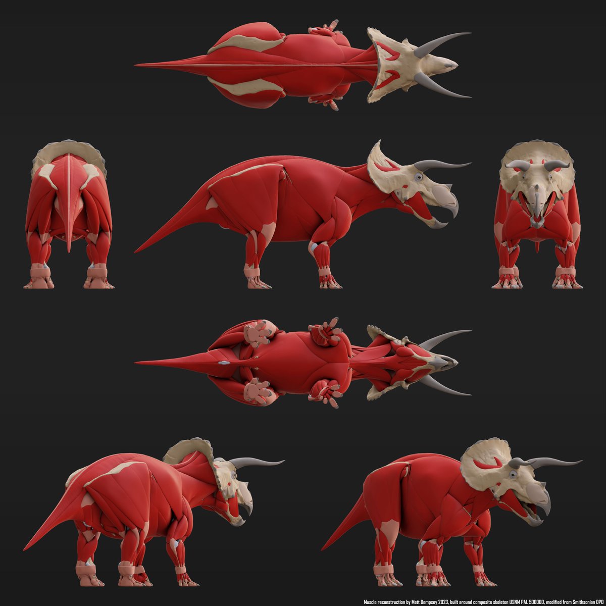 My Triceratops muscle model, built around my edits to the Smithsonian skeleton, has received some subtle shape tweaking to tidy up a few things that were bugging me. I've also rendered it out in a style equivalent to my recent skeletons. A labelled version will arrive eventually!