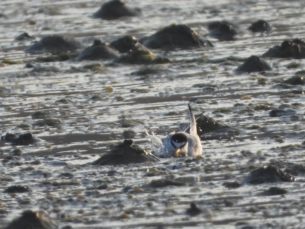 at least 8 sanderling this evening at ferrybridge, 2x barwit briefly and the normal suspects