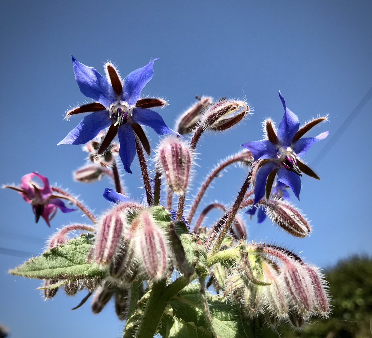 keithtesterliv1's tweet image. The Borage is starting to flower here at The Devon Patch, I just think the blue is fantastic. #Devonpatch #borage #herb #flower #blue #plant