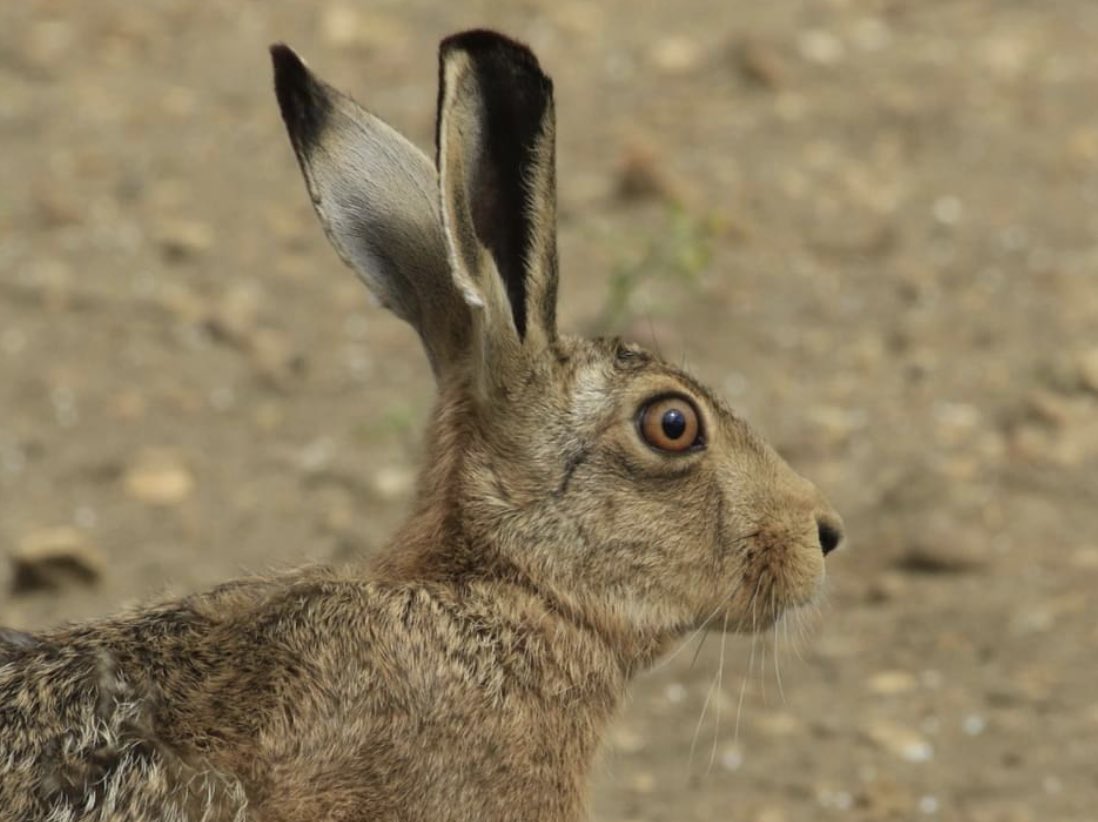 A Hare in Haynes, Bedfordshire