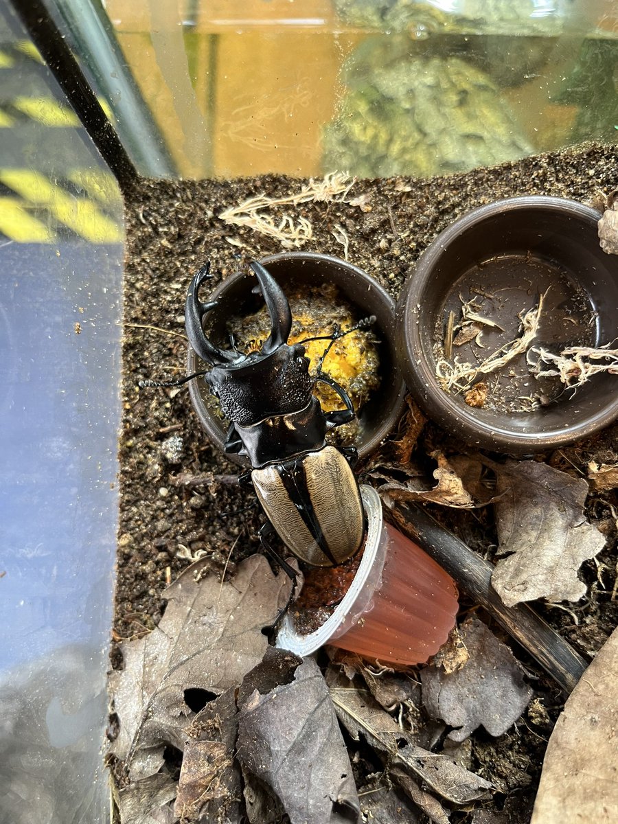 RiverviewReps's tweet photo. The life-cycle of beetles is fascinating! From tiny larvae to fully grown adults, each stage brings unique adaptations and behaviors. Their diversity is astounding, from the iridescent jewel beetles to the formidable stag beetles. #entomology #nature https://t.co/sOjTJS6HrC