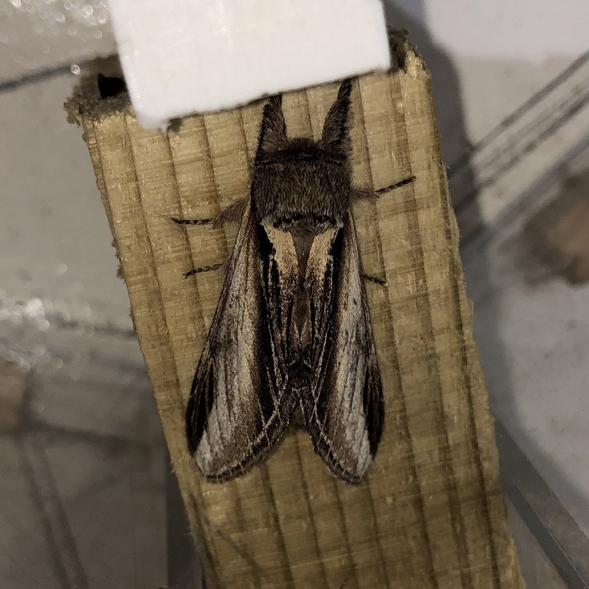 GuyBorder96's tweet photo. Some attractive moths in the garden this week - Elephant hawk, Scarlet tiger, Swallow prominent and Light emerald https://t.co/S41wajS2WU