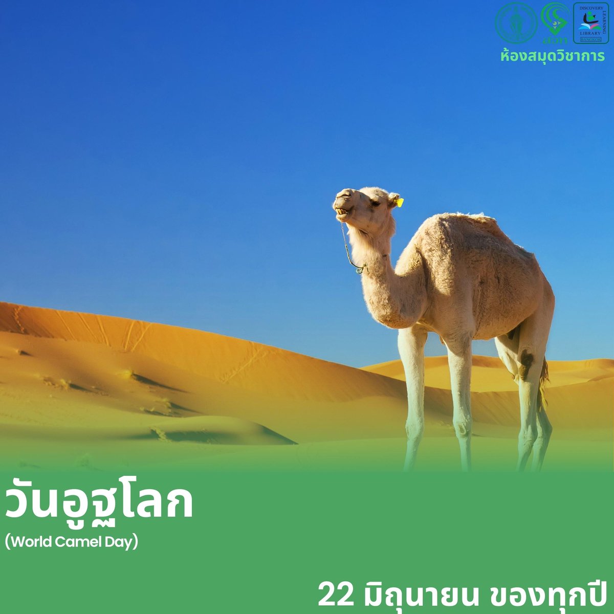 วันที่ 22 มิถุนายน ของทุกปี
เป็นวันวันอูฐโลก
(World Camel Day : WCD)
เพื่อสนับสนุน ส่งเสริม เผยแพร่ความตระหนักรู้
เกี่ยวกับความสำคัญของอูฐ

ที่มา : camel4all.info, ecocalendar.eu

#วันอูฐโลก
#WorldCamelDay
#WCD #อูฐ
#WhatDayisToday
#WhatDayisToday2023
