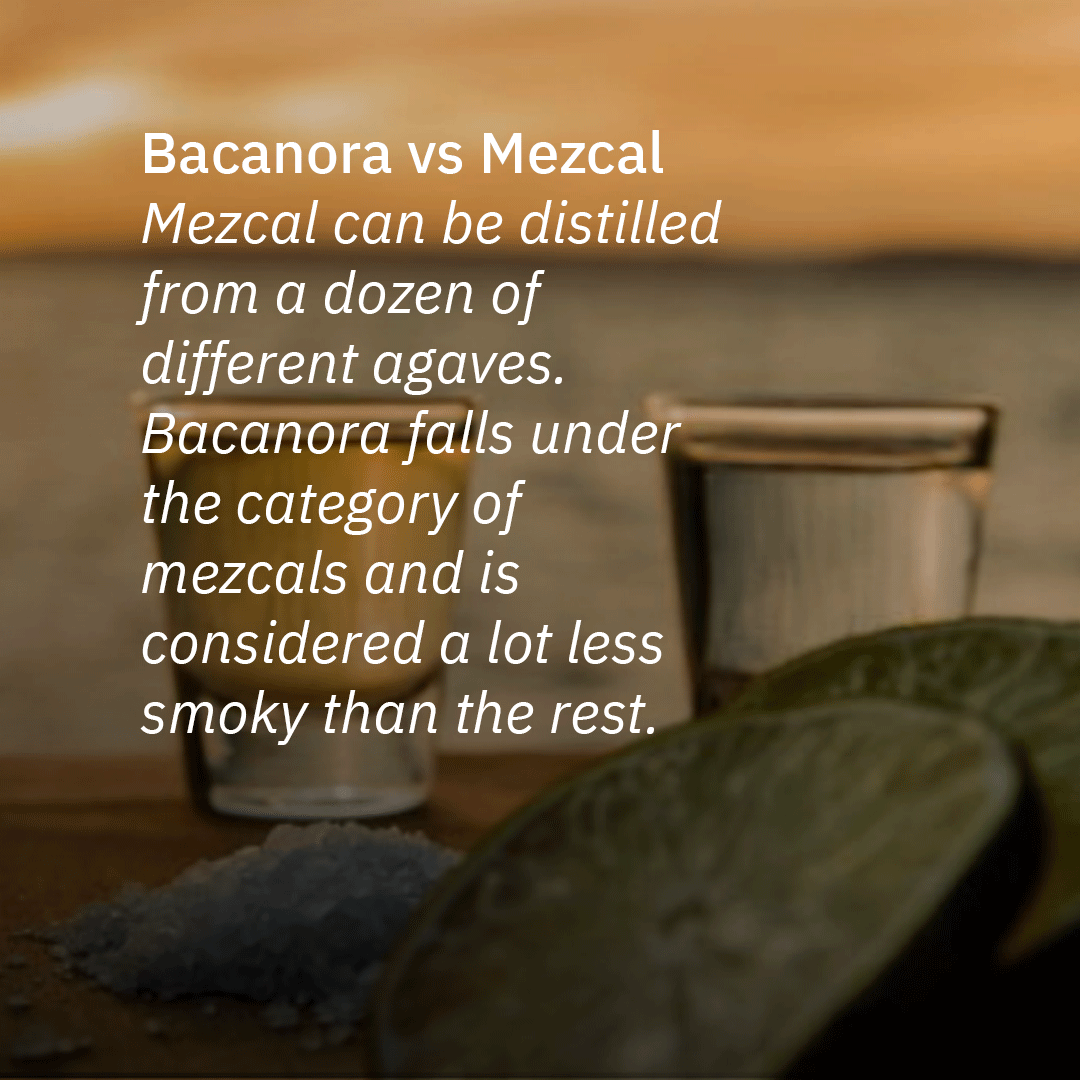 If you're looking for a new spirit to try, bacanora is definitely worth a shot. It's perfect for sipping neat, on the rocks, or in cocktails. Welcome to the world of hosting! Know more- shaze.in #Shaze #hosting #agave #agavespirits #bacanora #mezcal #tequilla