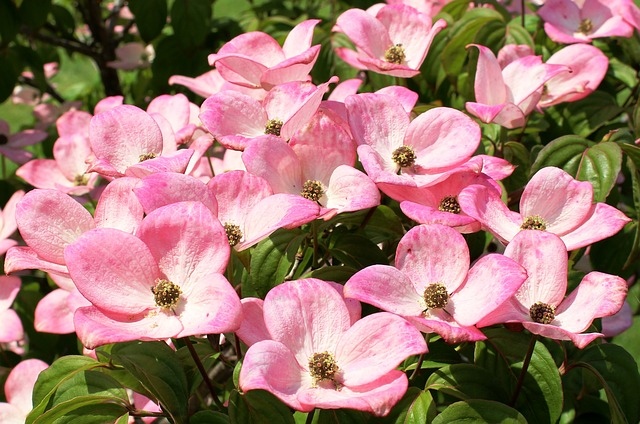gardendesigns's tweet photo. Cornus kousa (the Chinese dogwood) is flowering now and is without doubt my number 1 favourite cornus π I noticed Cornus kousa was used a lot at #rhschlesea this year! https://t.co/nIbH7uCimX