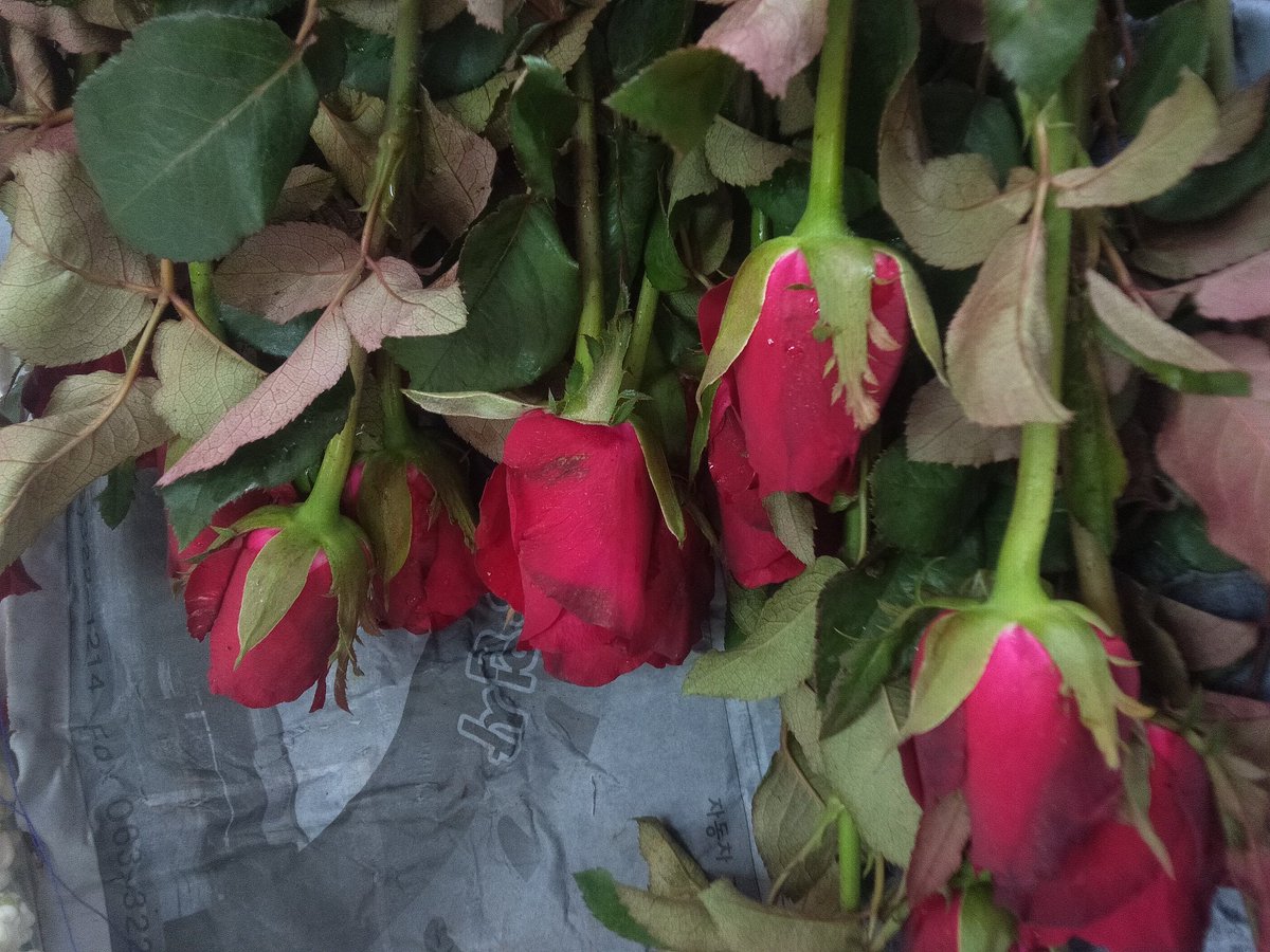 uye979's tweet image. ดอกกุหลาบสีแดงดอกละ5บาท สนใจทักสอบถามได้ #cppsfact