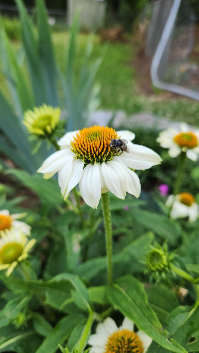 overgrwngarden's tweet photo. Front yard flowers #flowers #GardeningTwitter #pollenator https://t.co/PDmLeYLj54