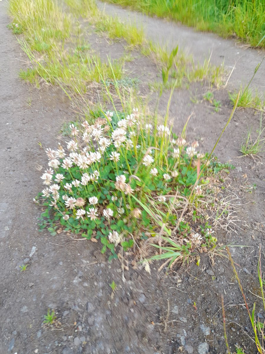 PROT_DISEWORTH's tweet image. Looking for a four leaf clover in the hope it brings us luck. Luck that our beautiful fields remain productive #feedthenation #selfsustainability
NO SEGRO NO
@SEGROplc @EMA_Airport @EMidsFreeport @EMidsFreeport
@LeicsCountyHall 
@LeicFoE @CPRELeicesters1 @RNaikLC @JoeWStanley