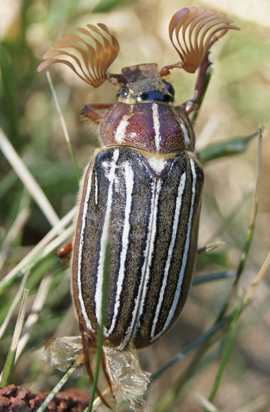 PJiyyy's tweet photo. #39canimals Broiler chicken meat can cause an array of health issues upon long term consumption. Perhaps, eating watermelon bugs might not be so bad... https://t.co/OCpEMc5O8I