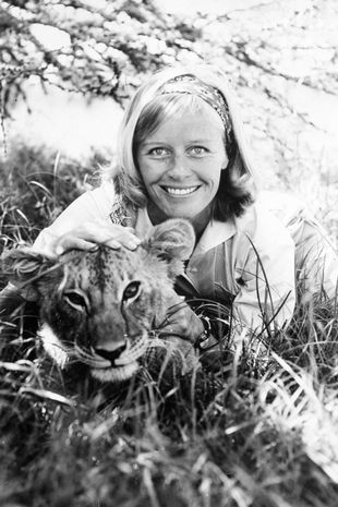 Happy birthday to the wonderful actress and campaigner Virginia McKenna who was born on this day in London in 1931. She won a BAFTA for her role in A Town Like Alice and a Golden Globe nomination for Born Free. #VirginiaMcKenna