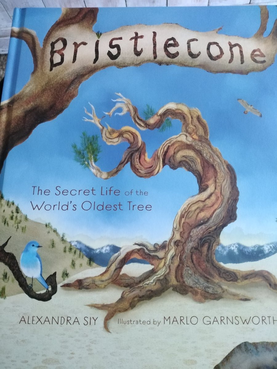 Lisa loves trees 🌳🌱🌿🦎 tweet media