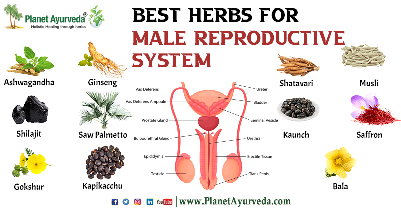 PlanetAyurveda4's tweet image. Best Herbs for Male Reproductive System
#BestHerbsForMaleReproductiveSystem #MaleReproductiveSystem #BestHerbsForMaleReproductiveHealth #MaleReproductiveHealth #MaleHealth #HerbsForMaleReproductiveSystem #AyurvedicHerbs #HerbalRemedies