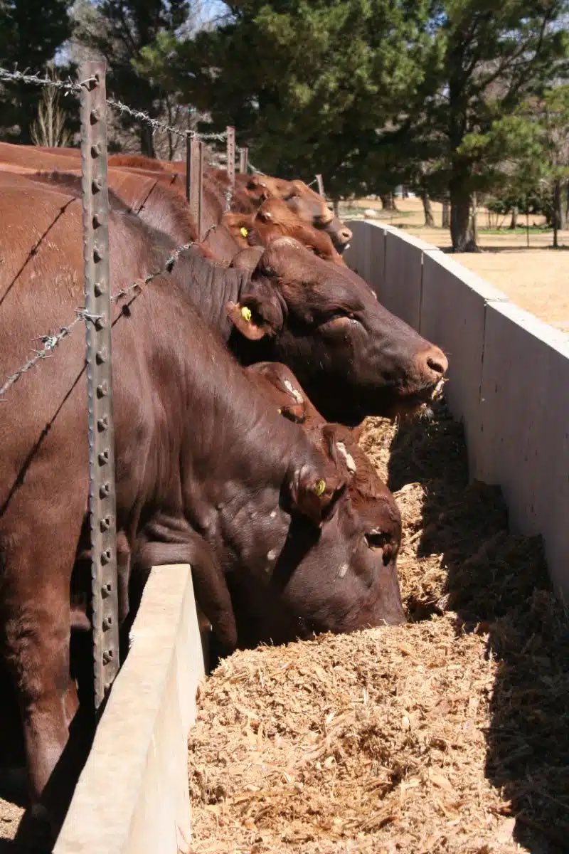 It is essential to have animals with good growth in a nation where feedlots provide 70% of the meat consumed. Animals must acquire weight at a rate that is both above average per day and profitable commercially.  
#bonsmara #cattlefarming #beef #farming #agribusiness #agriculture