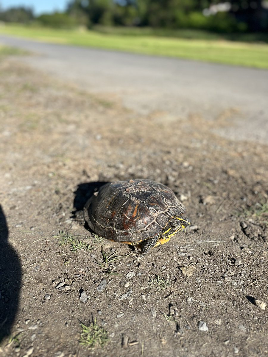 Greg Bobolo tweet media