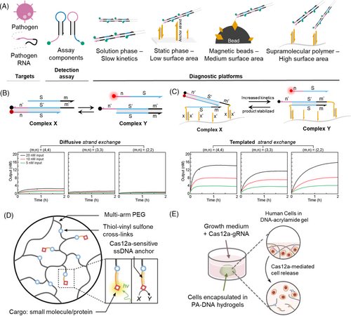 DNA_Nanotech's tweet photo. Programmable polymer materials empowered by DNA nanotechnology
https://t.co/qQVL8Jx2eD

Synthetic DNA molecules can be programmed to undergo predictable self-assembly, offering unparalleled control over the formation and dynamic properties of artificial nanostructures. https://t.co/pUvvaF6bvk
