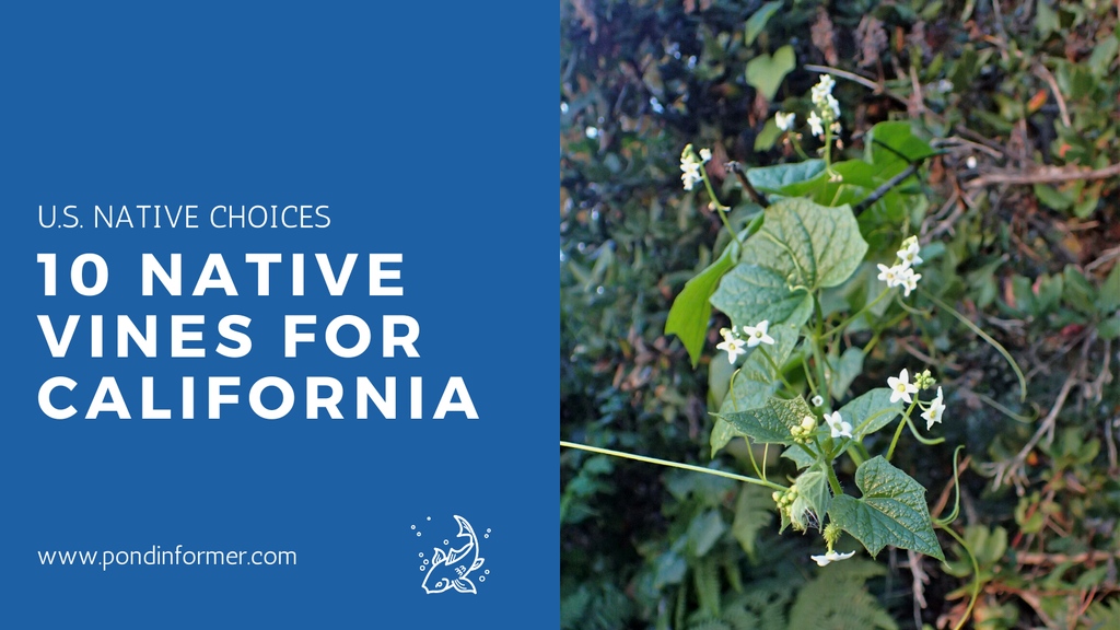 PondInformer's tweet photo. California gardeners, this one's for you! Discover the beauty and benefits of native vines in your garden with this article and explore a diverse selection of native vines that thrive in the Golden State. 🌿
https://t.co/1B7zG8mN1F

#nativevines #california #gardening https://t.co/PbOjT7SqJc