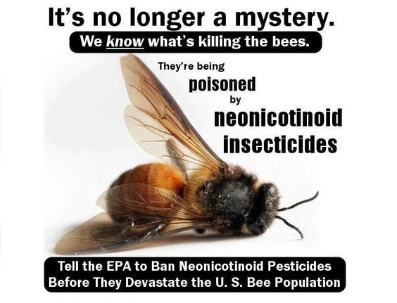 37 millions #bees found dead in Ontario, Canada after planting large GMO corn field treated with neonicotinoid class of pesticides. GMOs are indirectly causing the colony collapse, since 94% of #GMO corn are treated with neonicotinoids  🐝

seattleorganicrestaurants.com/vegan-whole-fo…