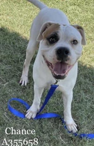 rothfarms's tweet photo. 🚨⏰️🆘️🐕🚨⏰️🆘️#SaveChance. TAKE A CHANCE on CHANCE🥰🥰🥰 What a HAPPY CHAP! https://t.co/pA4RtNOHNE