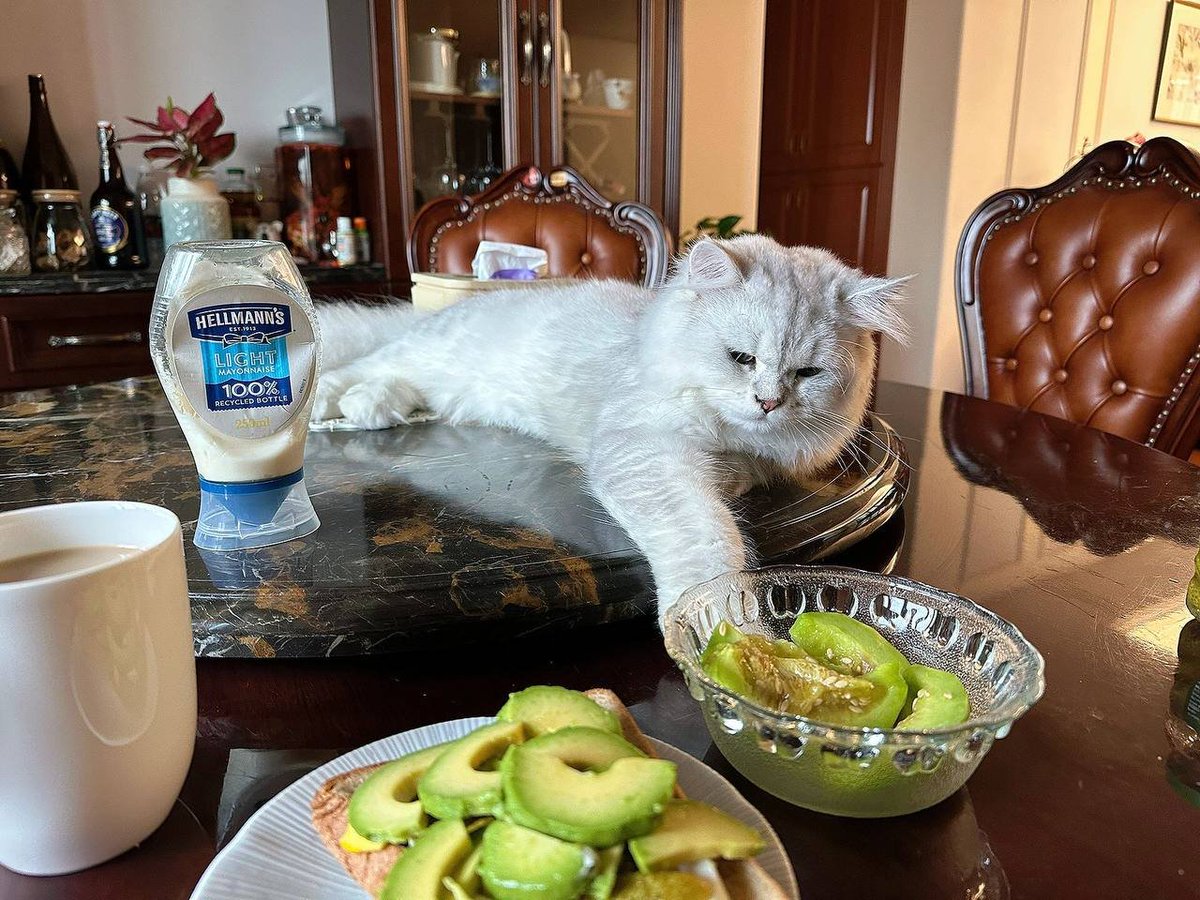 jedcascolan's tweet photo. ##Cats
Love to eat with me cutie https://t.co/BFsDpQrQtE