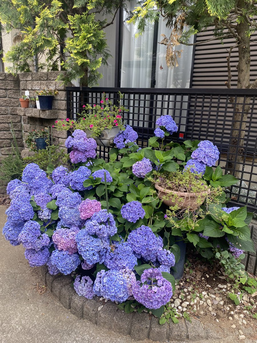 Aesthetic House exteriors. When Random things in the Surroundings get your attention.
#chiba NCR Of Tokyo. 
#hydrangeas