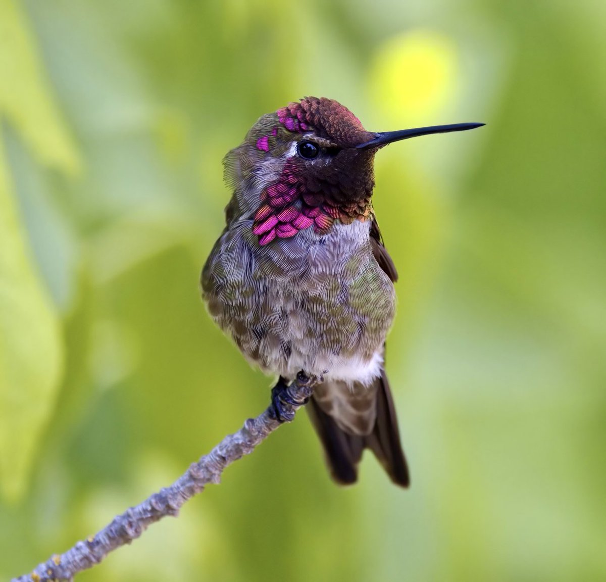 BirdWhisperer's tweet photo. The stunning vibrance of an Anna's hummingbird's face is like gazing into a living jewel. Nature's artistry at its finest! #AnnaHummingbird #NatureBeauty" https://t.co/QTjyZ2GWMC