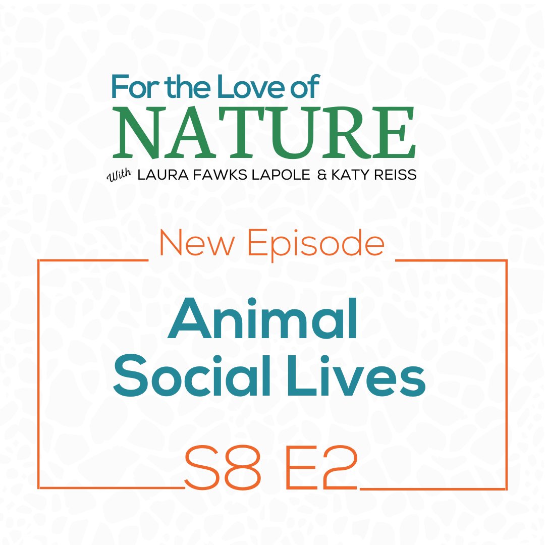 We humans have social ties to family, friends, communities, &amp; other human beings, but we aren't the only animal to have complex social lives. Katy &amp; Laura explore the social intelligence of of several species who have more in common with us than many would think.
#sociallife